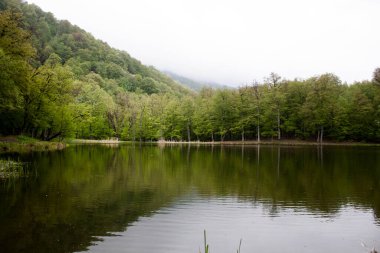Ağaçlar orman gölüne yansıyor.