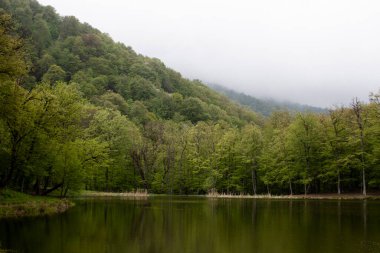 Ağaçlar orman gölüne yansıyor.