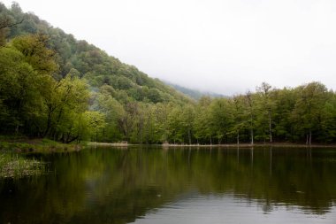 Ağaçlar orman gölüne yansıyor.