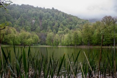 Ağaçlar orman gölüne yansıyor.