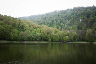 Ağaçlar orman gölüne yansıyor.