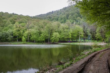 Ağaçlar orman gölüne yansıyor.