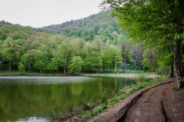 Ağaçlar orman gölüne yansıyor.