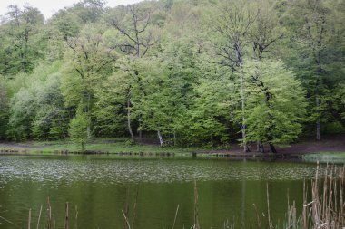 Ağaçlar orman gölüne yansıyor.