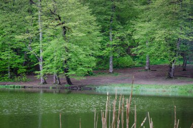 Ağaçlar orman gölüne yansıyor.