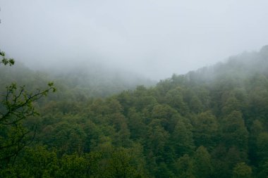 Sis sırasında tepelerdeki orman