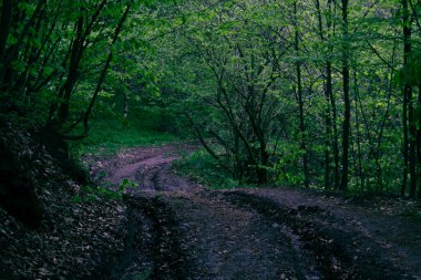 Ormandan geçen toprak yol.
