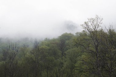 Sis sırasında tepelerdeki orman