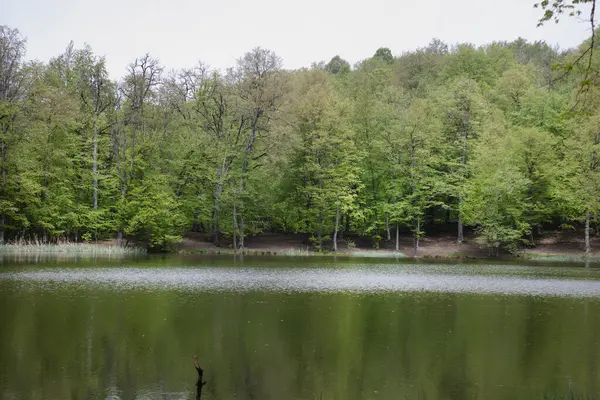 Ağaçlar orman gölüne yansıyor.