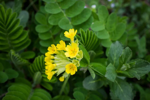 Vad Sárga Virág Háttér — Stock Fotó