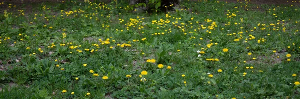Дикие Желтые Цветы Лесу — стоковое фото