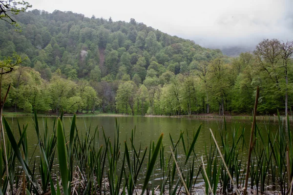 Ağaçlar orman gölüne yansıyor.