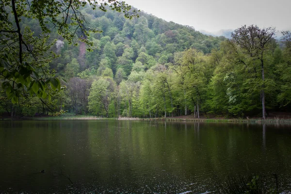 Ağaçlar orman gölüne yansıyor.