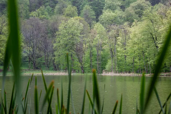 森林湖中倒映着树木 — 图库照片