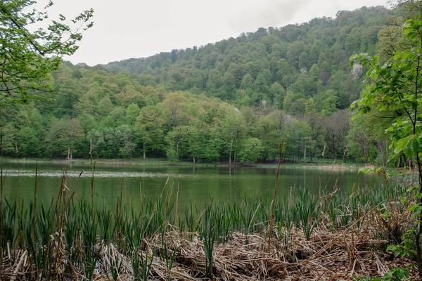 Ağaçlar orman gölüne yansıyor.