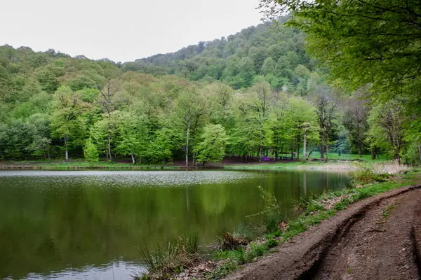 Ağaçlar orman gölüne yansıyor.