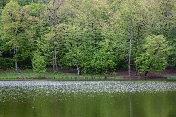 Ağaçlar orman gölüne yansıyor.