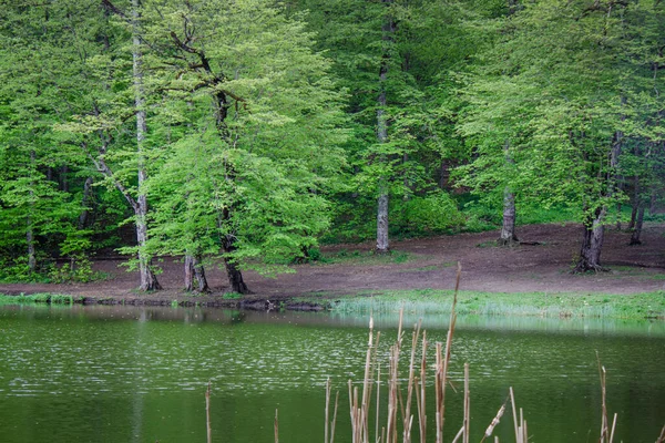 Ağaçlar orman gölüne yansıyor.