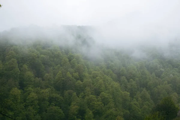 Sis Sırasında Tepelerdeki Orman — Stok fotoğraf