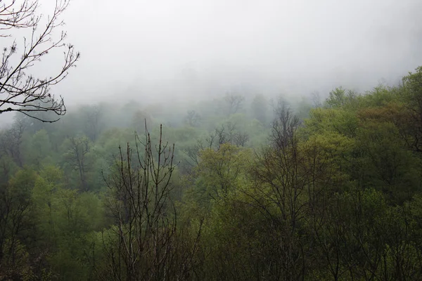雾中山上的森林 — 图库照片
