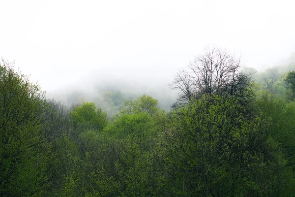 雾中山上的森林 — 图库照片