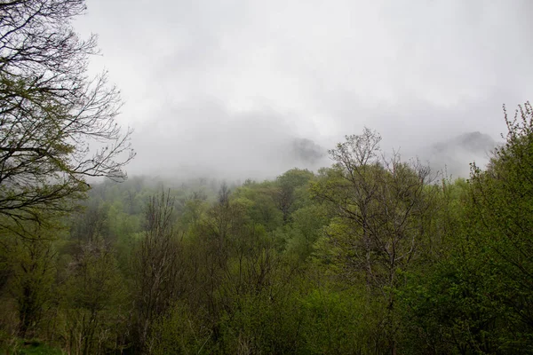 Forêt Sur Les Collines Pendant Brouillard — Photo