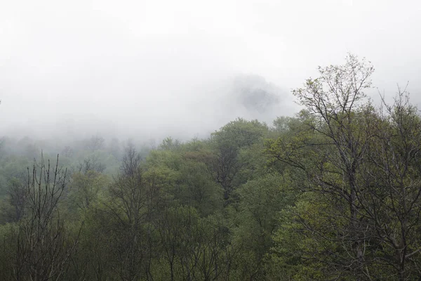 Sis sırasında tepelerdeki orman