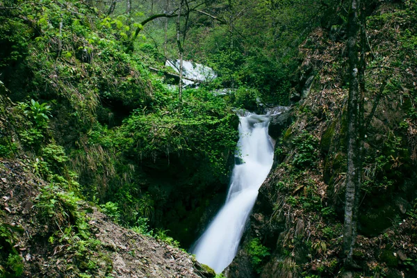 Small Waterfall Flows Forest — Stok fotoğraf