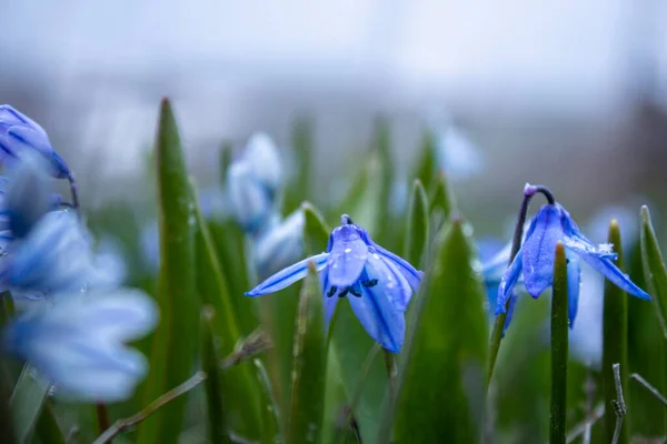 Blue Snowdrops Grew Spring — Stock Photo, Image
