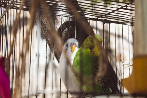 Couple Budgies Kissing Cage — Stock Photo, Image