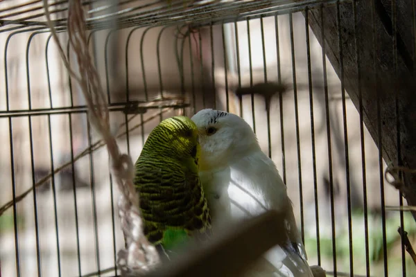 Пара Попугаев Целуются Клетке — стоковое фото