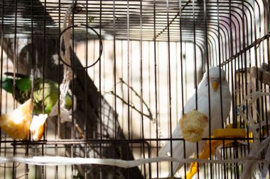 Kafeste birkaç muhabbet kuşu.