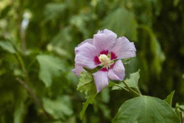 Pembe althea parkta çiçek açar.