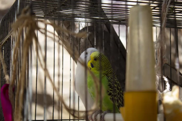 Couple Perruches Embrasser Dans Une Cage — Photo