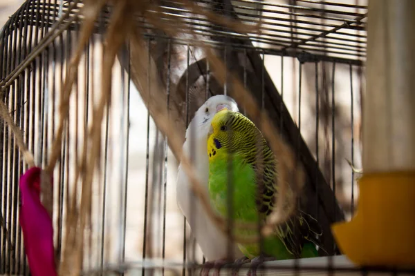 Par Amigos Beijando Uma Gaiola — Fotografia de Stock