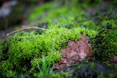 Kayalıklarda yeşil yosun