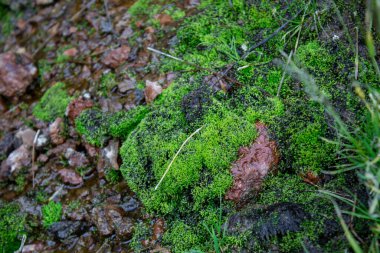 Kayalıklarda yeşil yosun