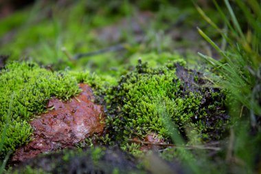Kayalıklarda yeşil yosun