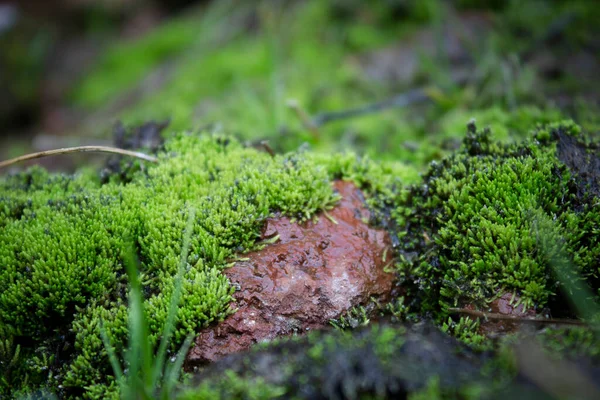 Musgo Verde Nas Rochas — Fotografia de Stock