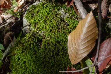 Sonbaharda ormanda bir ağaçta yosun filizlendi.