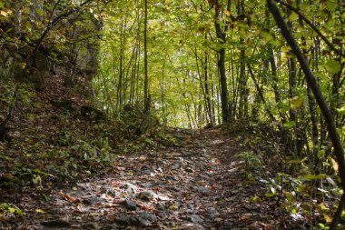 Orman yolu ve güz yaprakları gün boyunca