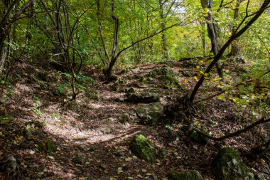 Orman yolu ve güz yaprakları gün boyunca