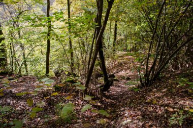 Orman yolu ve güz yaprakları gün boyunca