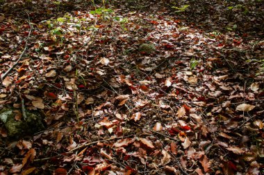 Arka planda sonbahar yaprakları