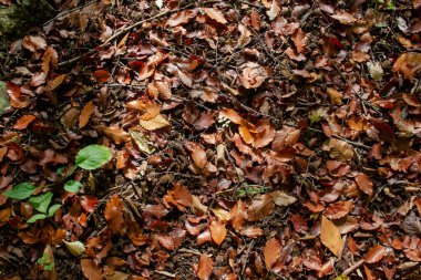 Arka planda sonbahar yaprakları