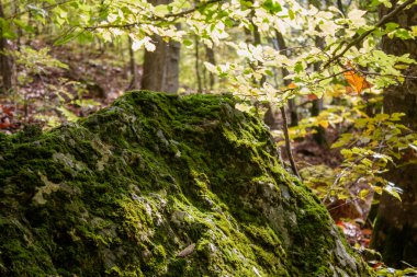 Sonbaharda ormandaki taşların üzerinde yosun filizlendi.