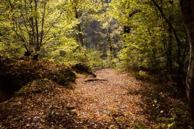 Orman yolu ve güz yaprakları gün boyunca