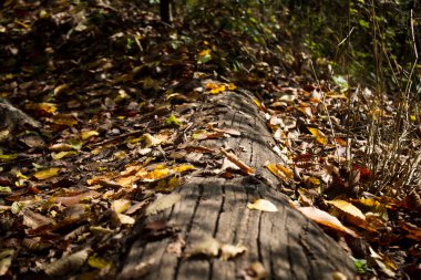 Eski ağaçlar ve sonbahar yaprakları ormanda.