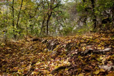 Orman yolu ve güz yaprakları gün boyunca