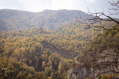 Gün boyunca yeşil ormanın manzarası